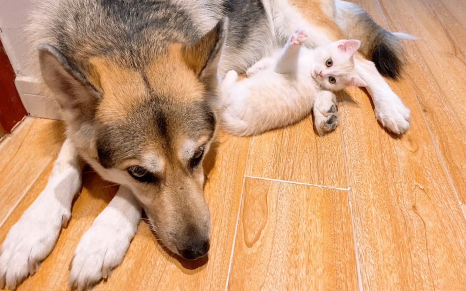 小奶猫把狗狗当妈妈狗狗也是温柔照顾