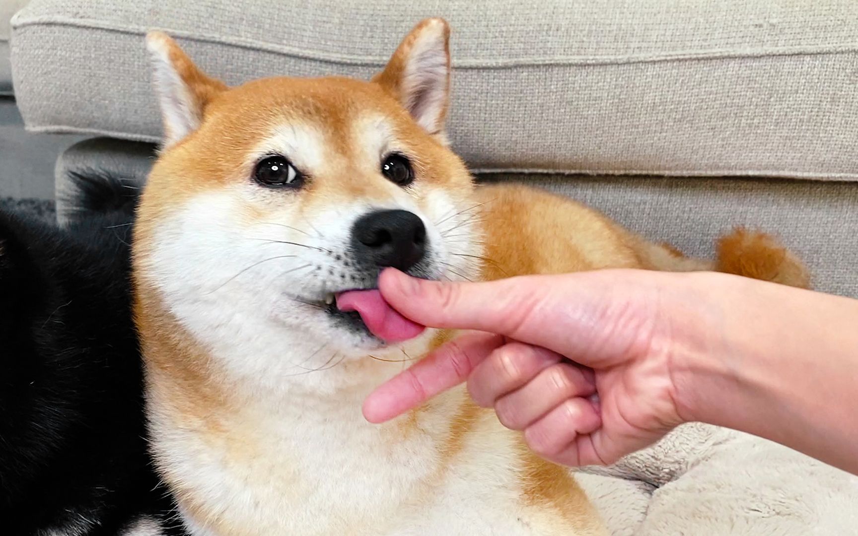 尝试抓住狗狗的舌头,柴犬会有什么反应_哔哩哔哩_bilibili