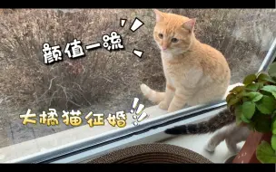 Download Video: 给封面的这个大橘猫征婚