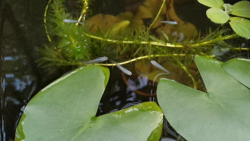 觀背青鱂深海