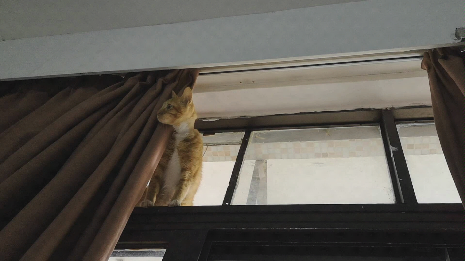 【发喵片啦】符大喵的爬窗技能满分