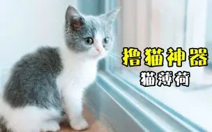 Download Video: 猫薄荷的真相原来是这样~