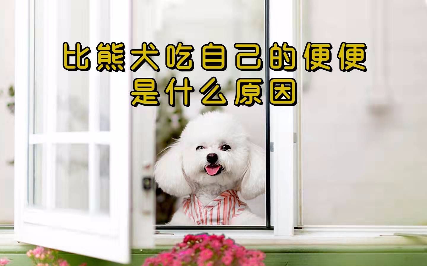 比熊犬吃自己的便便是什么原因?这些可能性,主人要清楚哔哩哔哩bilibili