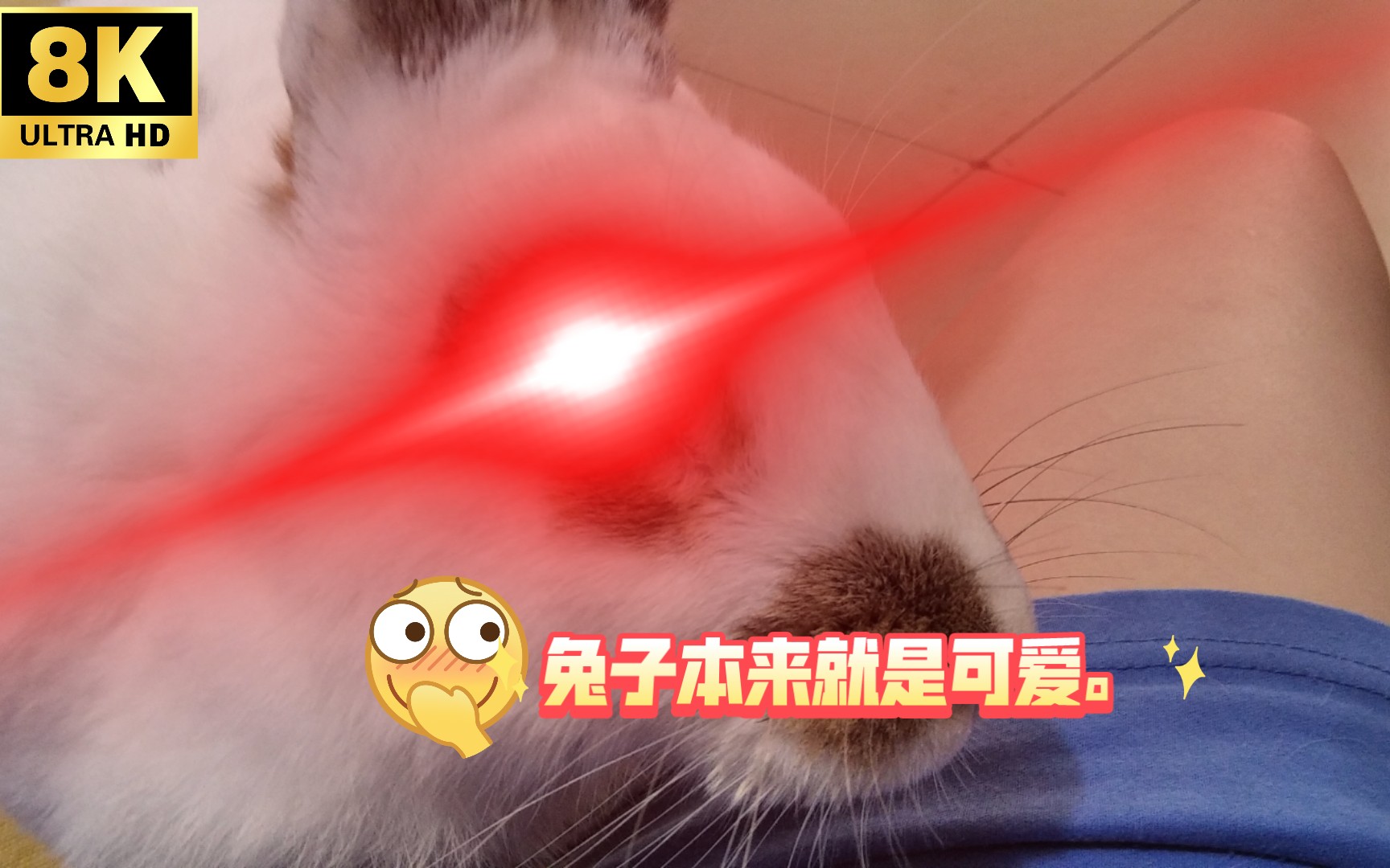 阿波兔
