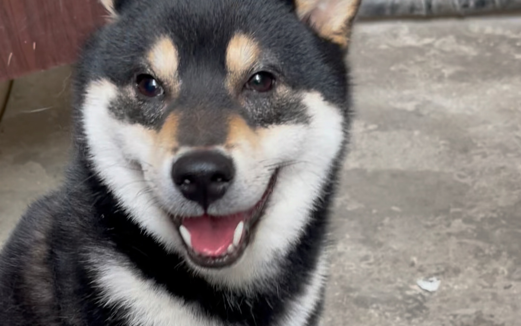 78爱吃鲍鱼的黑柴"奥利奥"来喽大家快来养柴犬呀