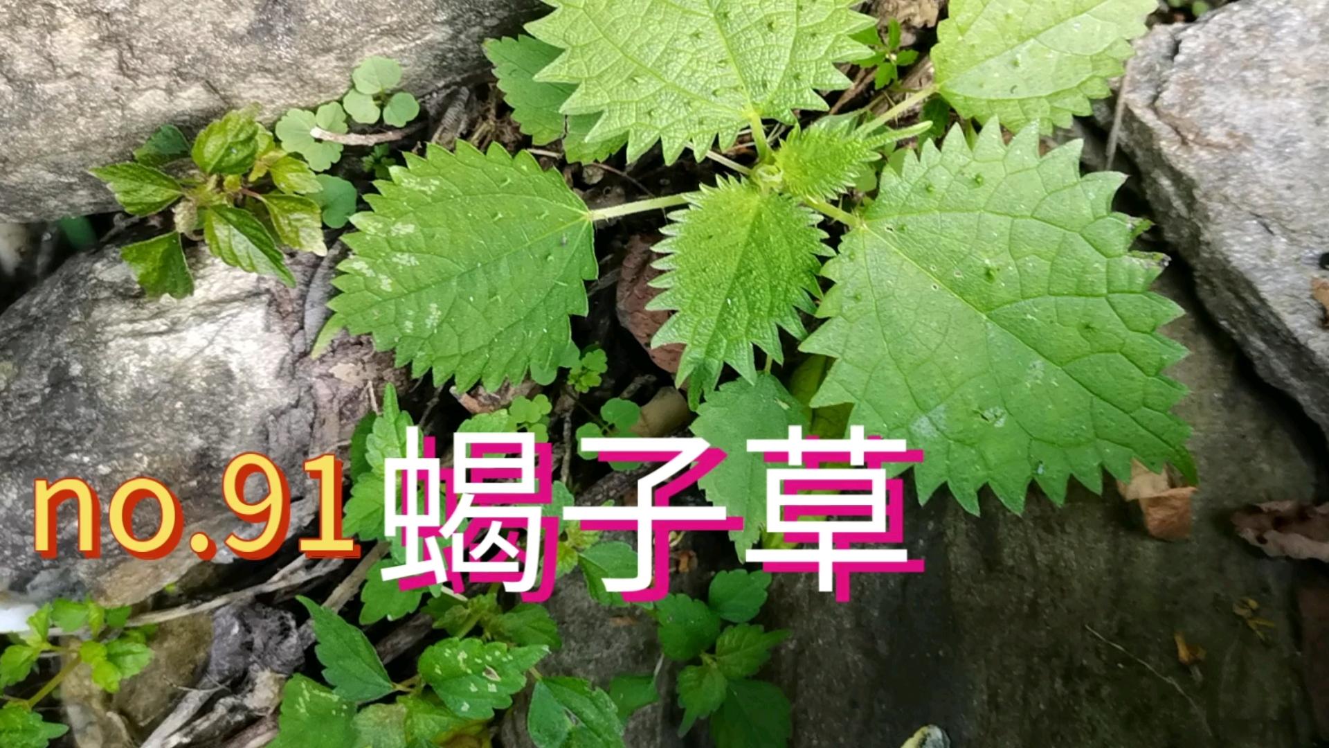 蝎子草的作用与图片图片