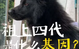 Télécharger la video: 中华田园犬祖上四代会是什么基因呢？