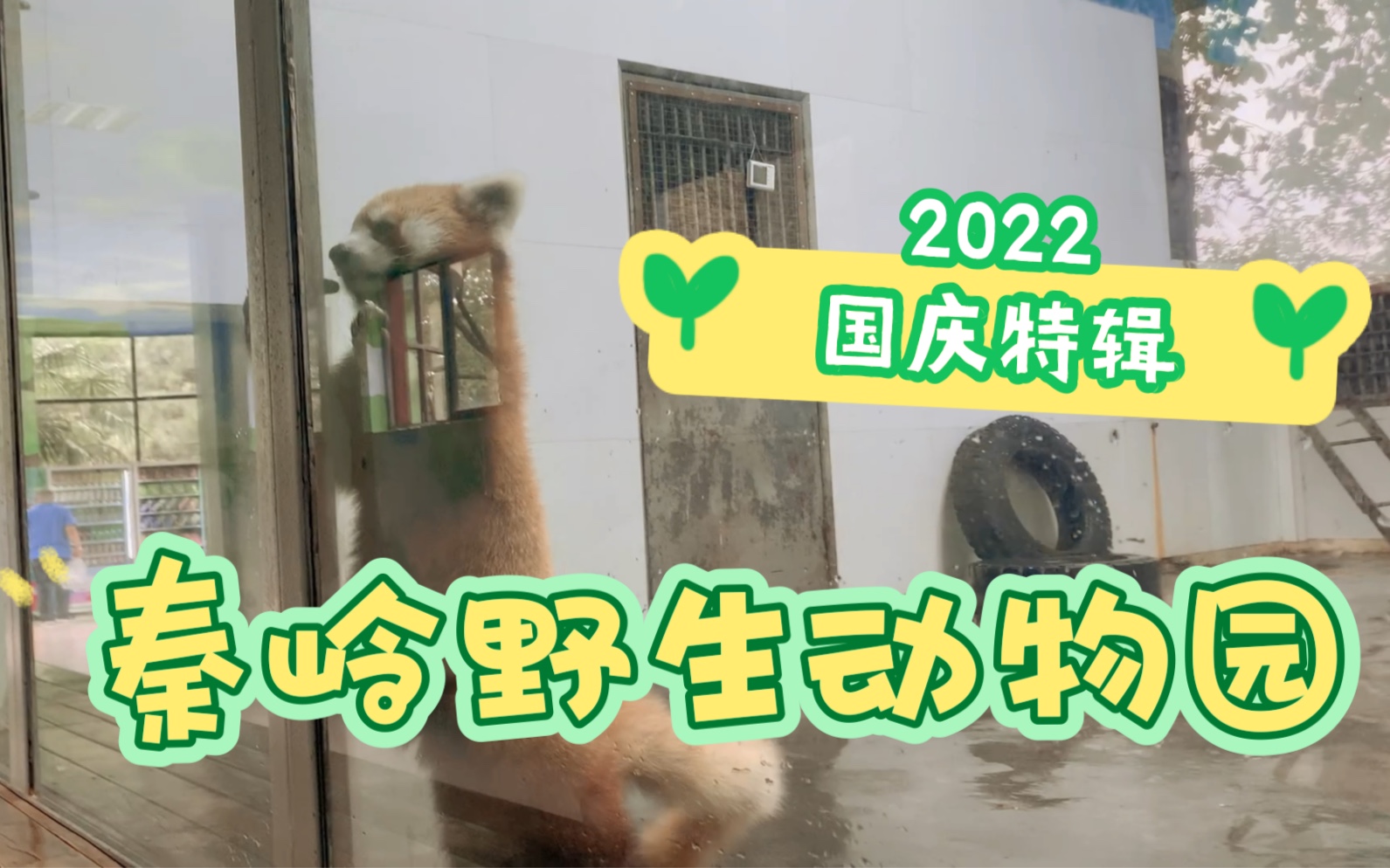 [图]秦岭野生动物国庆特辑vlog小熊猫大象熊猫