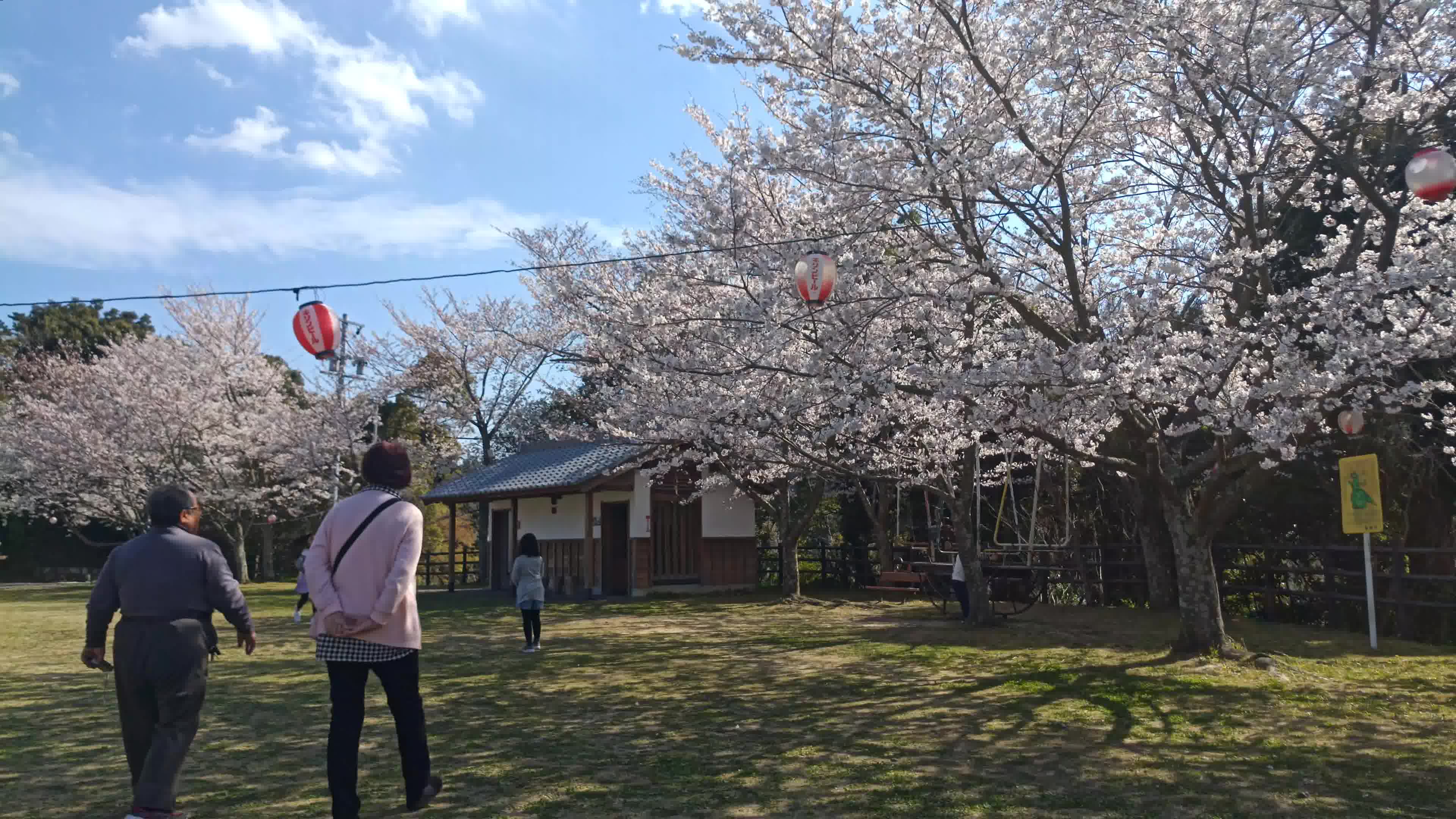 日本三重县鸟羽市樱花