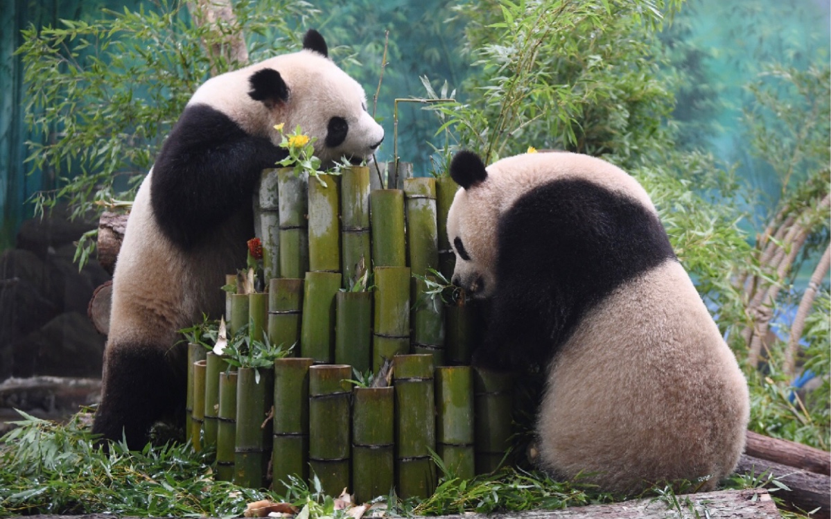杭州动物园迎首对大熊猫!