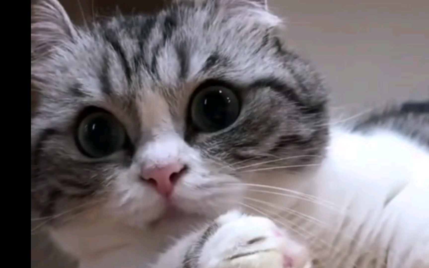 大喵喵……0000 我一直相信自己是个大聪明