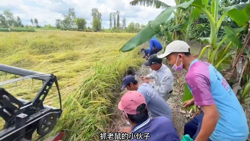 [图]这群人在抓捕稻田里的老鼠，场面真的非常震撼！