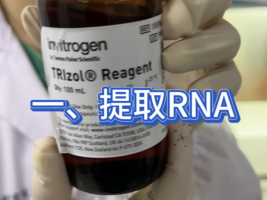 一个视频学会Trizol法提取RNA(bushi哔哩哔哩bilibili