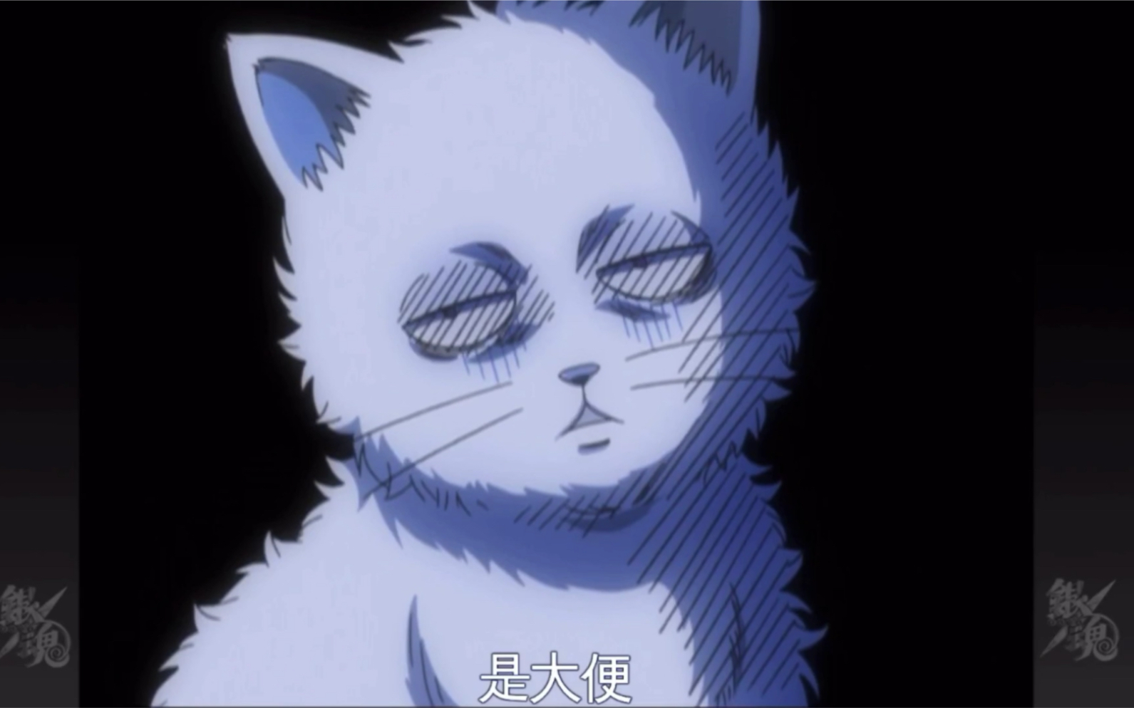 银魂搞笑片段银桑和假发变猫的秘密