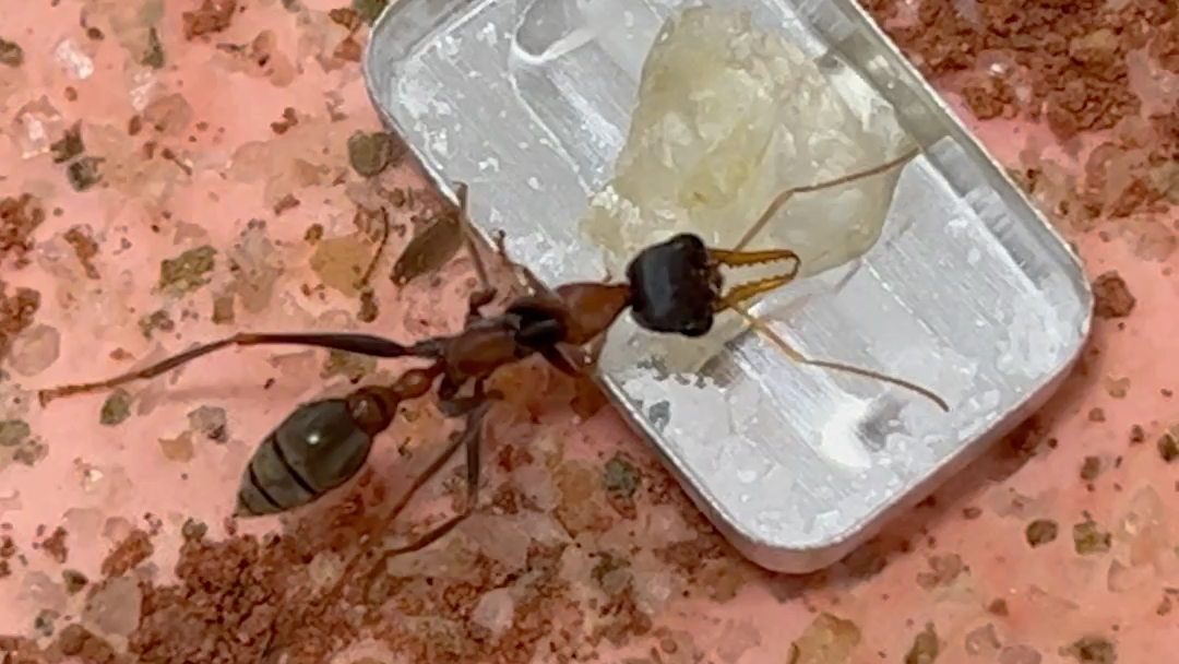 勇敢牛牛爱吃冰糖黑带牛蚁