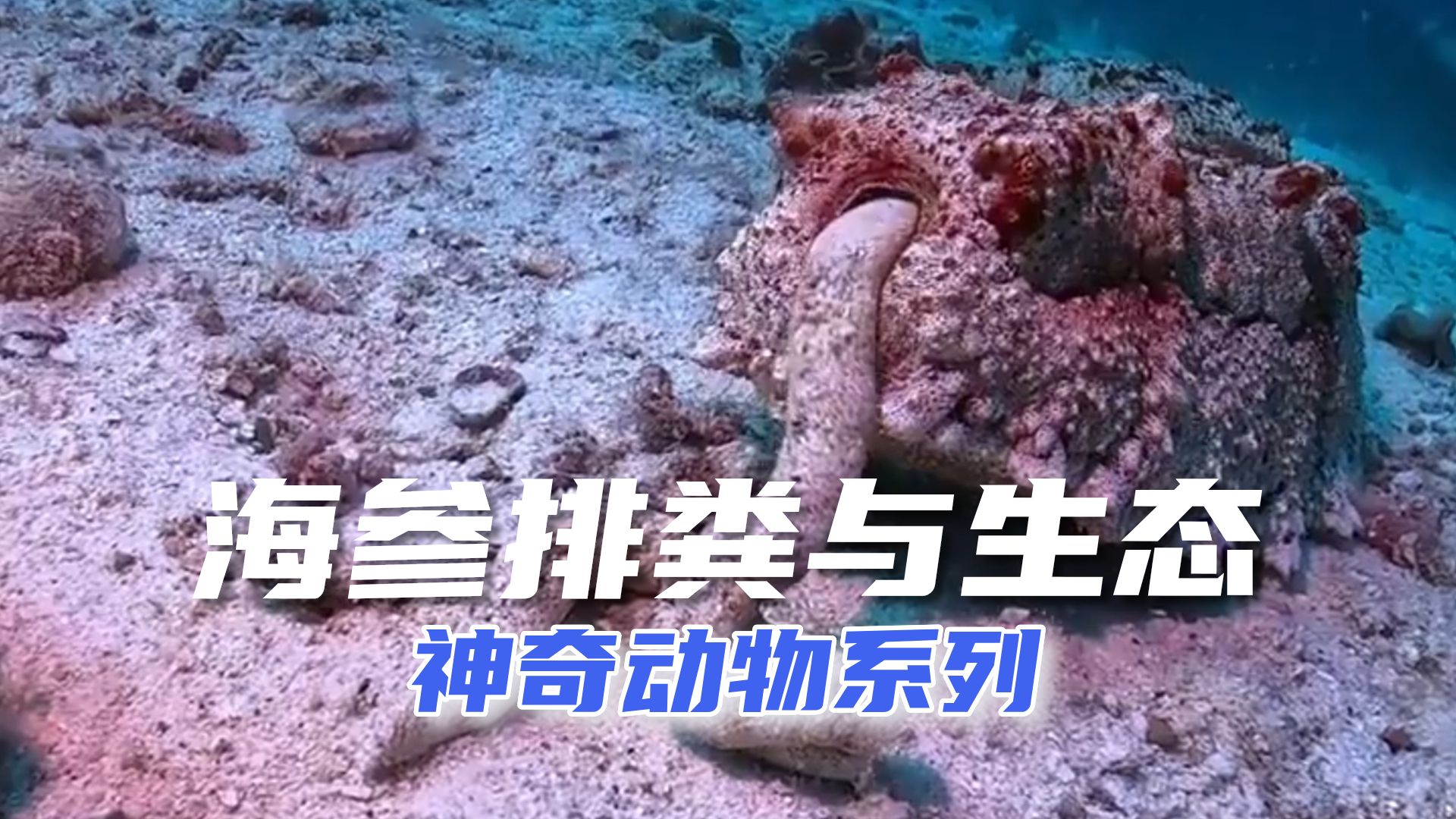 神奇动物:海参大便如何影响海洋生态哔哩哔哩bilibili