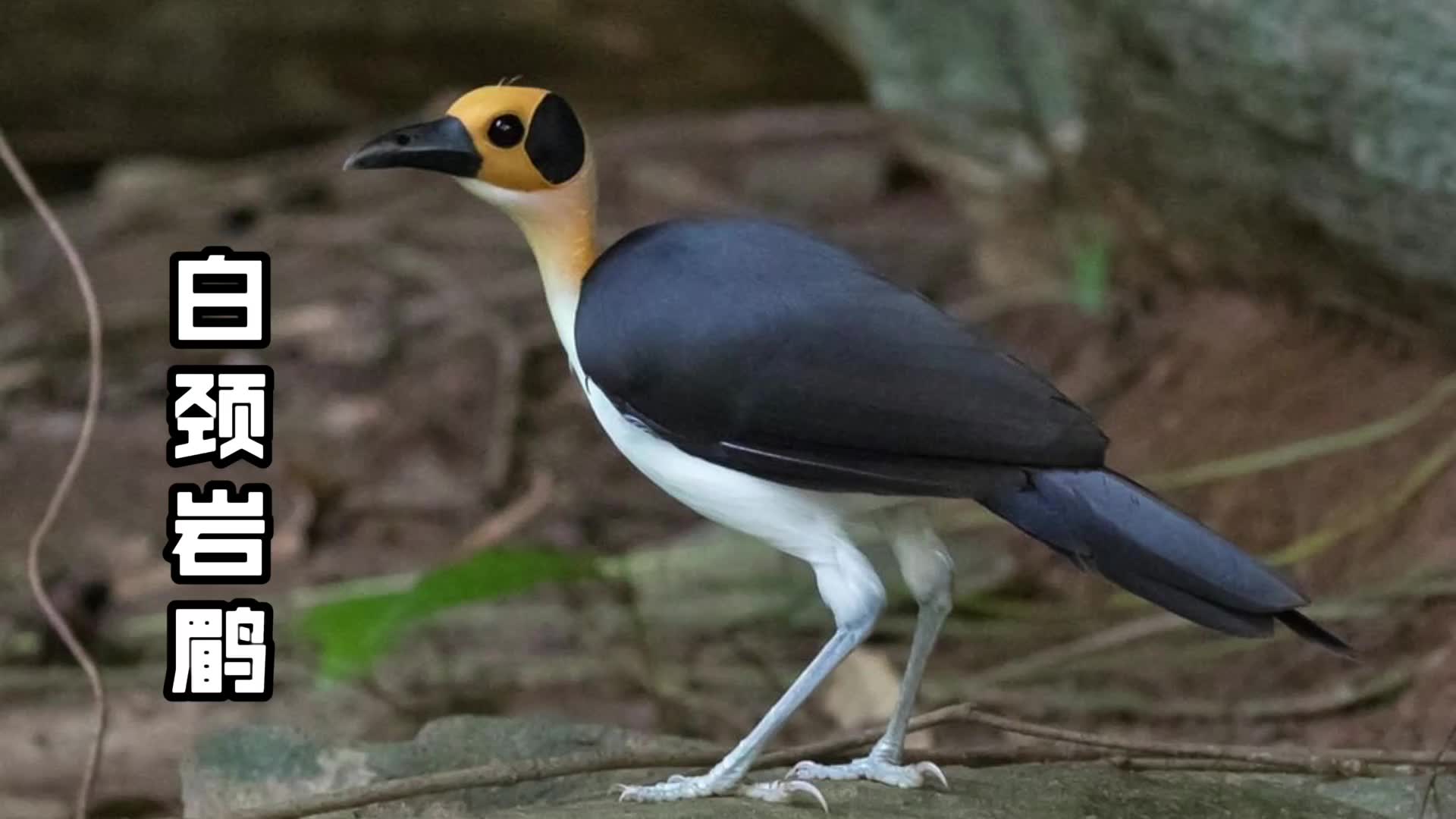 活动作品白颈岩鹛这种啾长得好像橡皮泥捏出来的啊