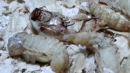 【伪微距】一只正在努力羽化的面包虫