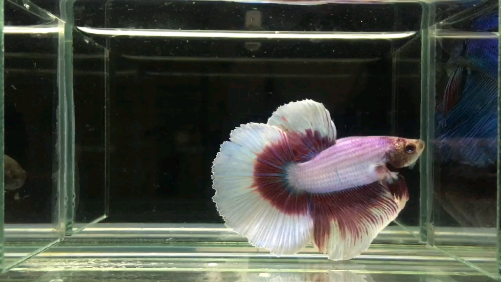 活动作品白裙子红蜡彩泰国斗鱼