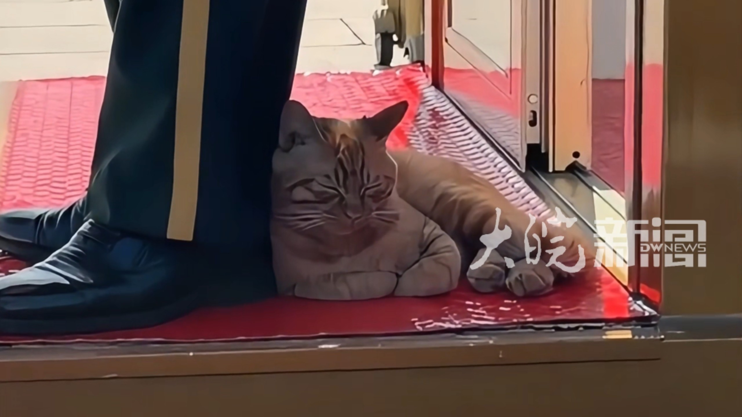 “站岗的时候脚下毛茸茸”天安门小猫全网刷屏 原来它是这样认识武警哥哥