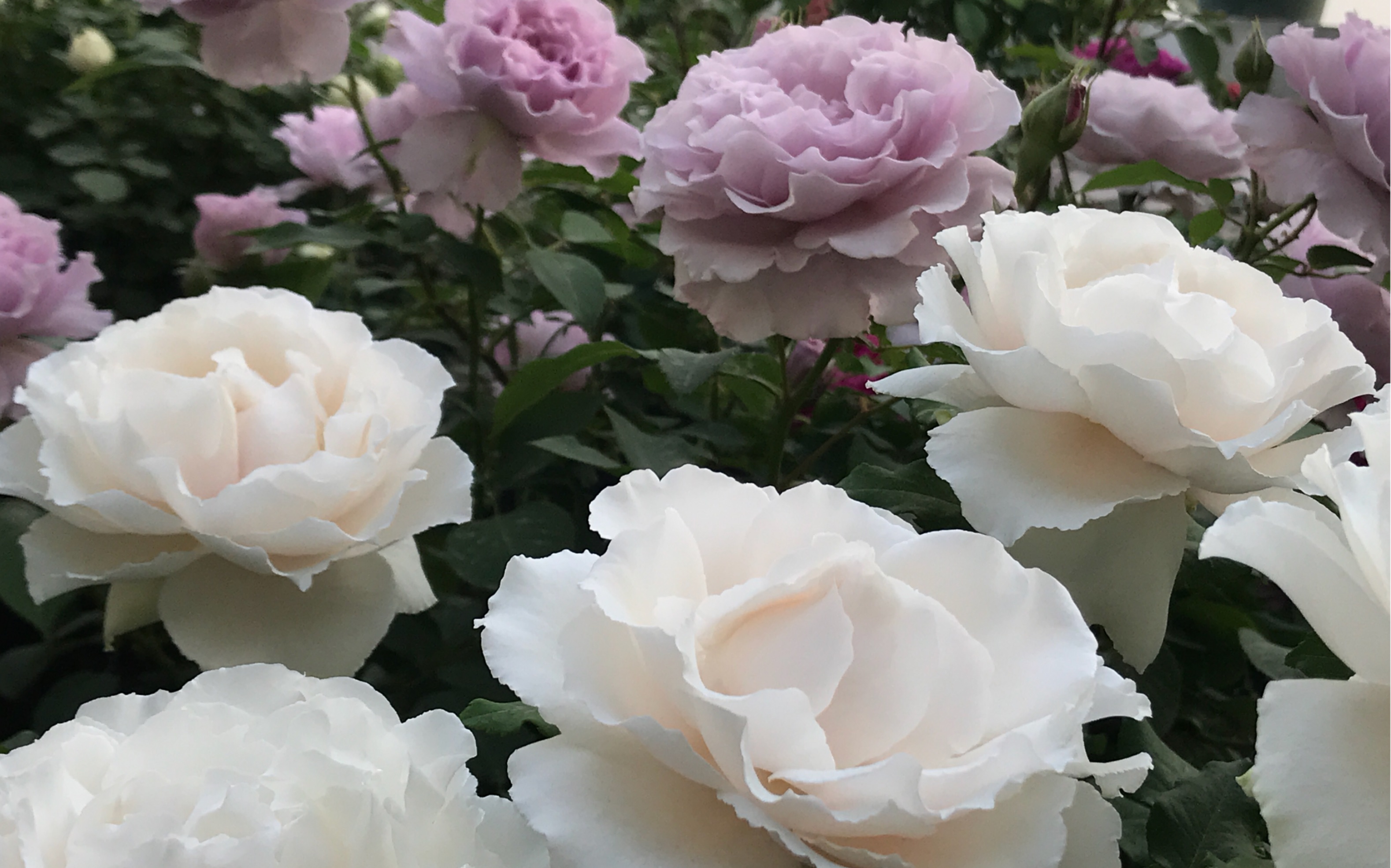 月季 园艺 伊芙白雪公主 大耳朵君ear-rose 花园