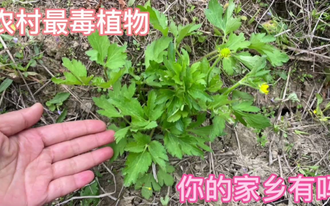 农村有一种最毒的植物,很多人不认识,一起来认识一下哔哩哔哩bilibili