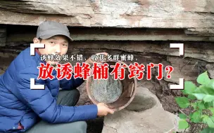 Descargar video: 放诱蜂桶其实很简单，没有窍门没有技巧？小伙实例分享诱蜂经验