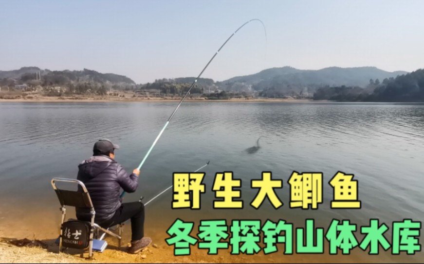 4,蚯蚓釣野生大鯽魚,真是過癮!