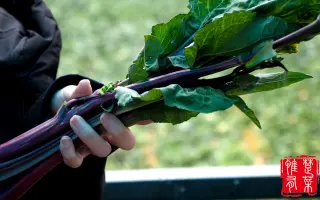 拔掉菜苔 搜索结果 哔哩哔哩 Bilibili 拔掉菜苔 搜索结果 哔哩哔哩 Bilibili