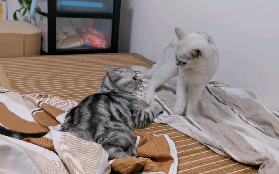 铲屎官睡觉时猫咪在床上打架是什么样的体验_哔哩哔哩_bilibili