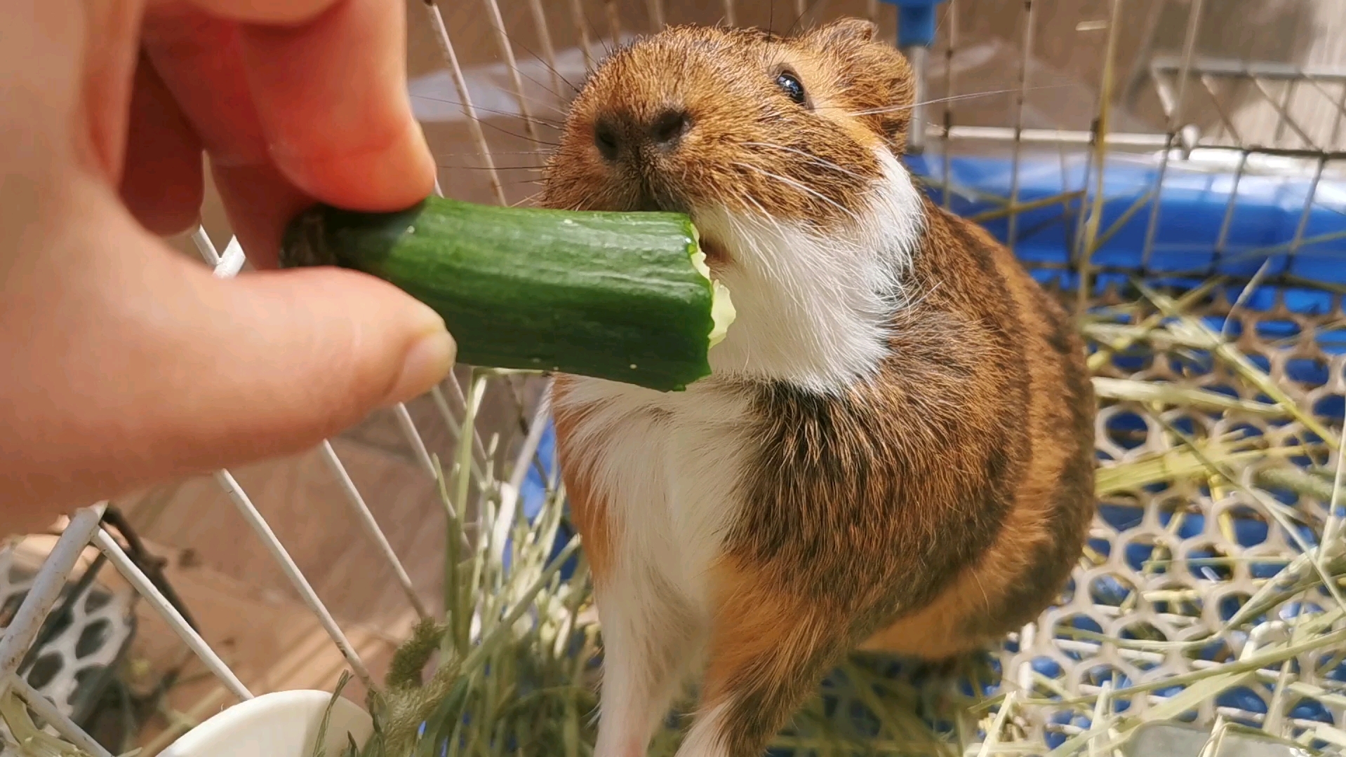 【荷兰猪】听说吃黄瓜特别补可爱