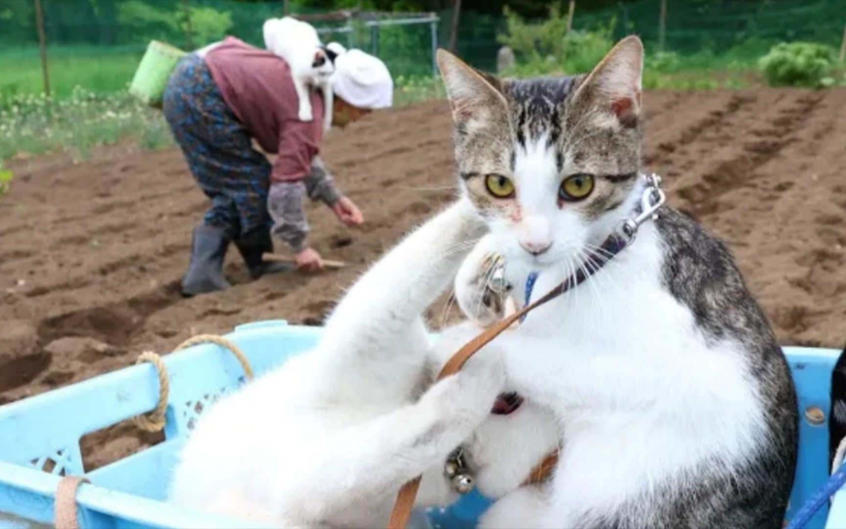 小猫咪又陪着奶奶去地里红豆播种!