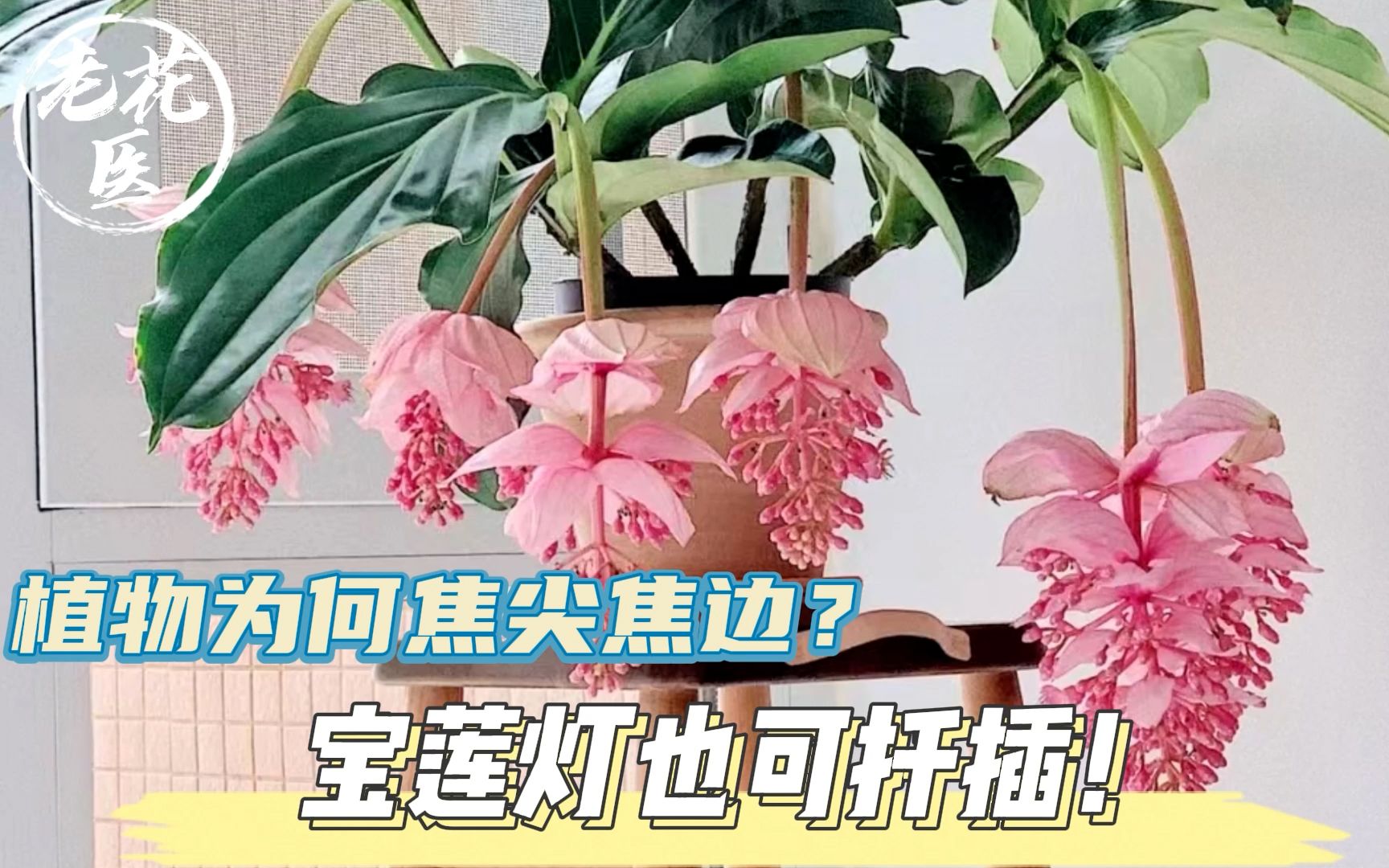 [图]植物为何焦尖焦边？宝莲灯也可扦插！宝莲灯养护教学！