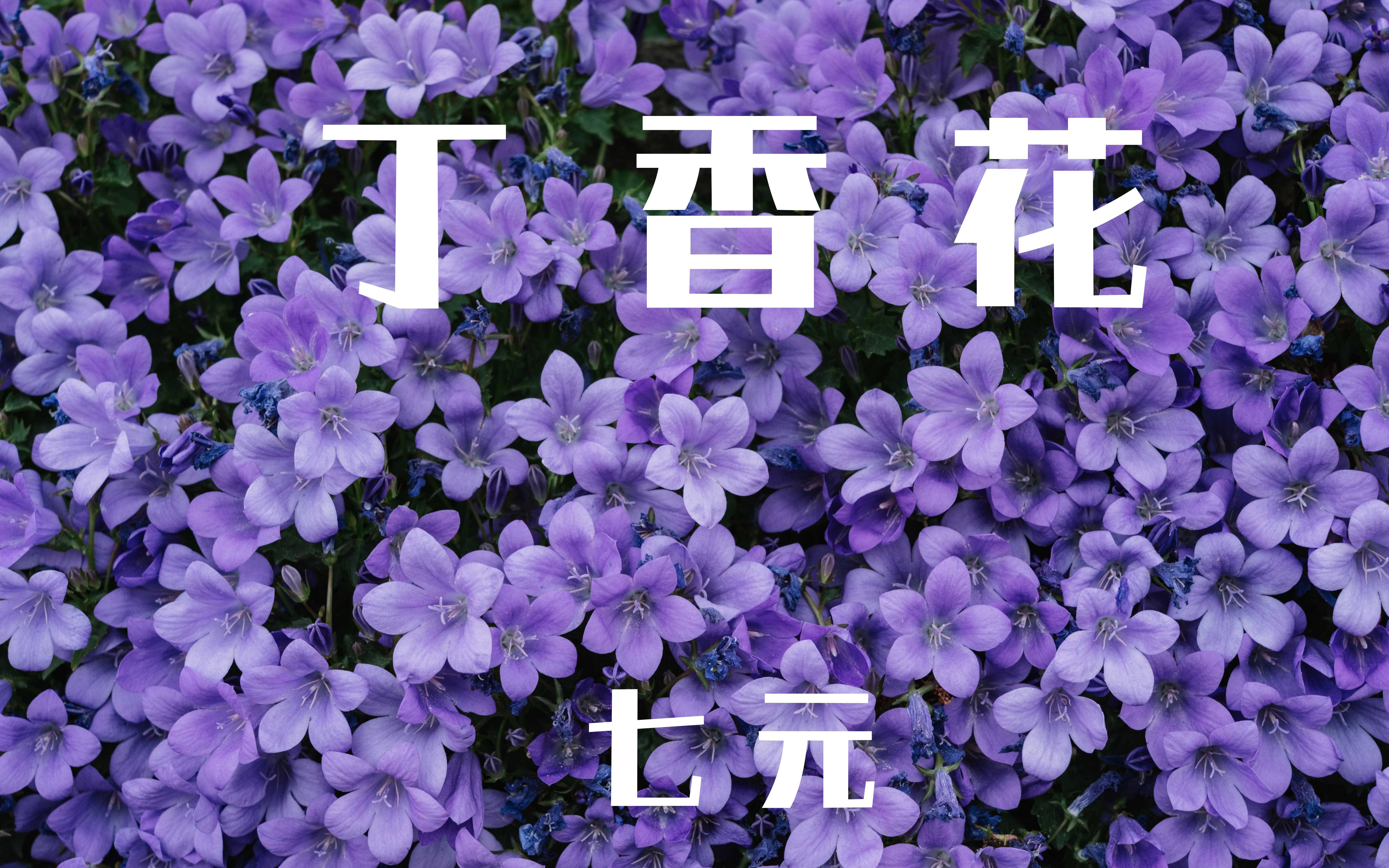 [图]丁香花 -七元  (女生版) 那墳前 開滿鮮花 是你多麼渴望的美