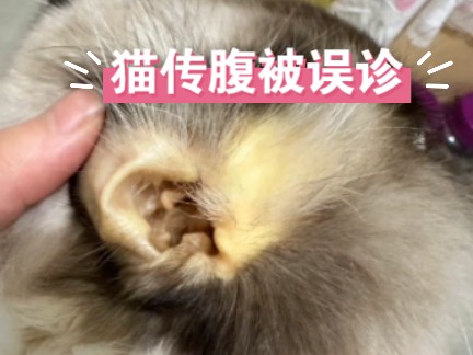 猫传腹被误诊代价有多大?哔哩哔哩bilibili