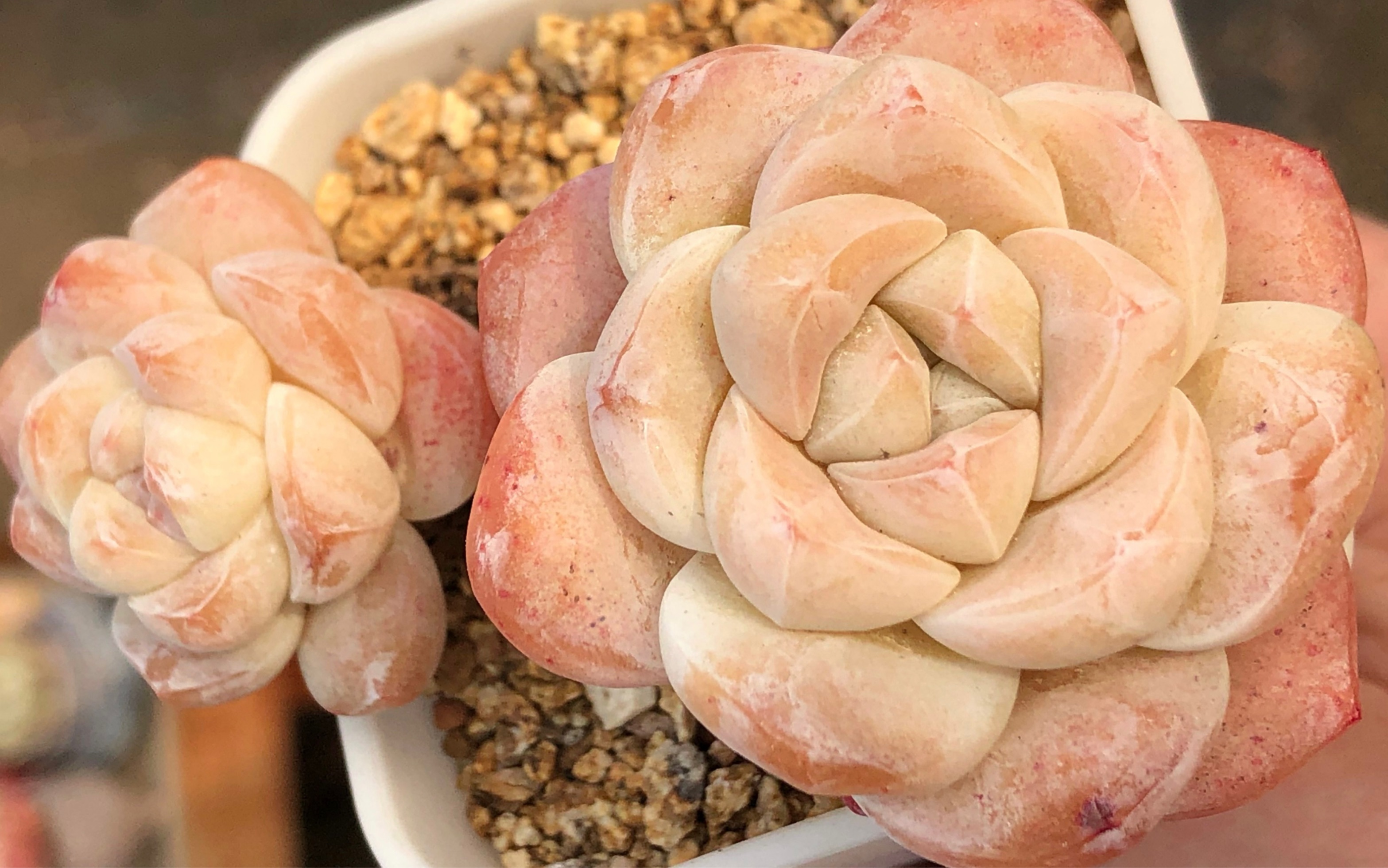 多肉橘色暗纹冰玉