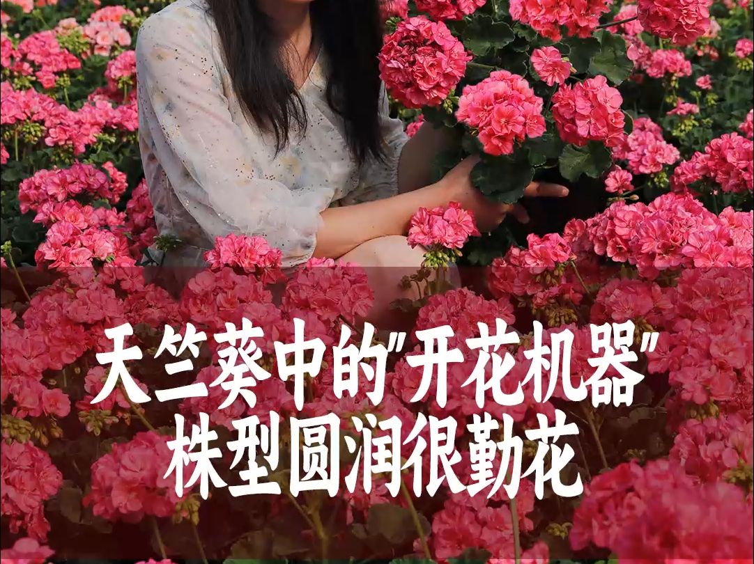 【惠惠的花园】天竺葵“爆红”花如其名,花朵红艳,超能爆花,花球大,分枝好,花期长,皮实又好养哔哩哔哩bilibili