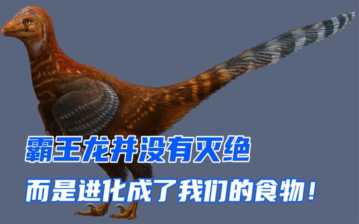 霸王龙到现在都没有灭绝,和鸡还有亲缘关系?专家道出原因!