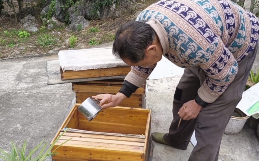 [图]蜜蜂采不到蜜会不会饿死，老爸说用白糖水来喂，这样就不会飞走了