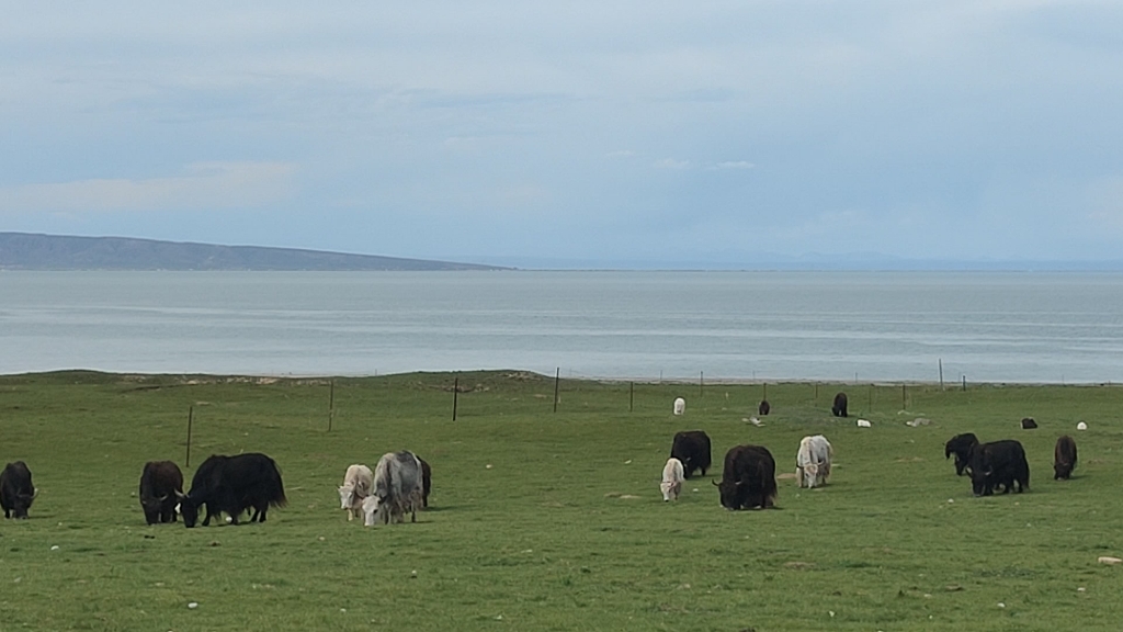 青海湖边的牦牛
