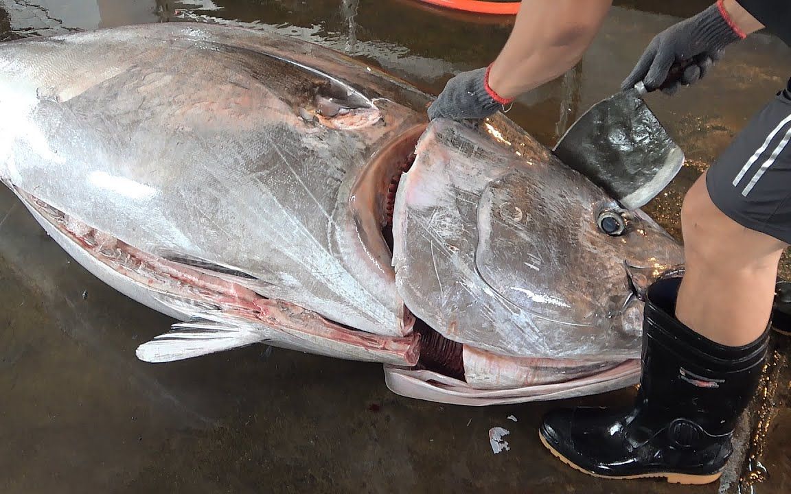 稀有鱼融合 髌骨爪图片 蹲下系鞋带情侣头像一对 自制捕蝇器