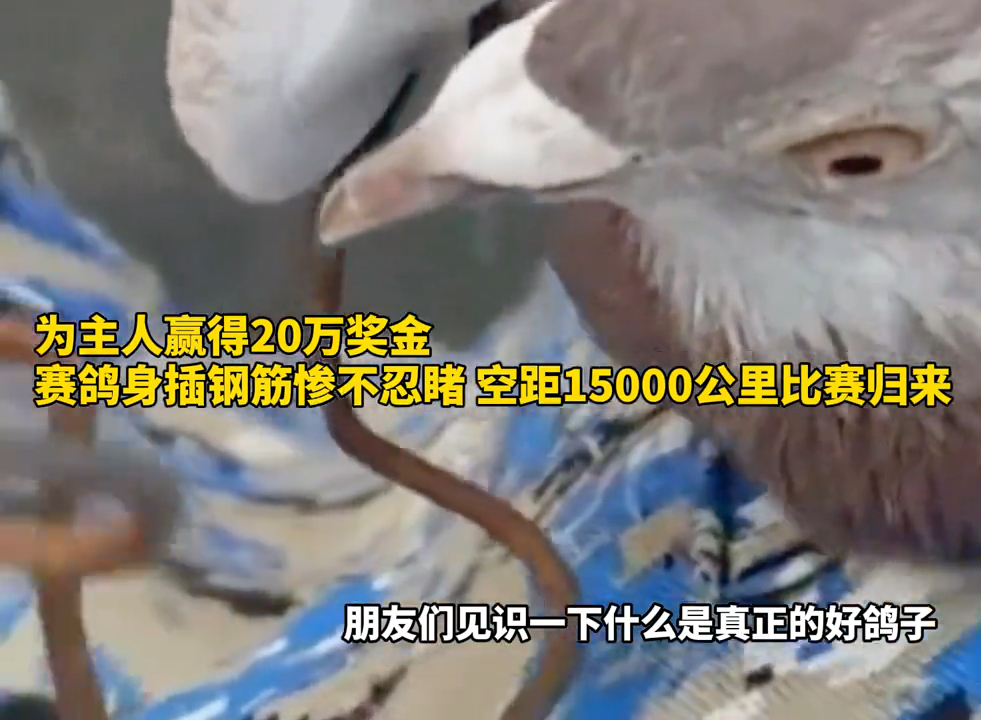 为主人赢得20万奖金 赛鸽身插钢筋惨不忍睹 空距15000公里比赛哔哩哔哩bilibili