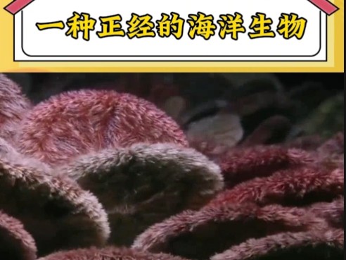 它只是一种正经的海洋生物哦!哔哩哔哩bilibili