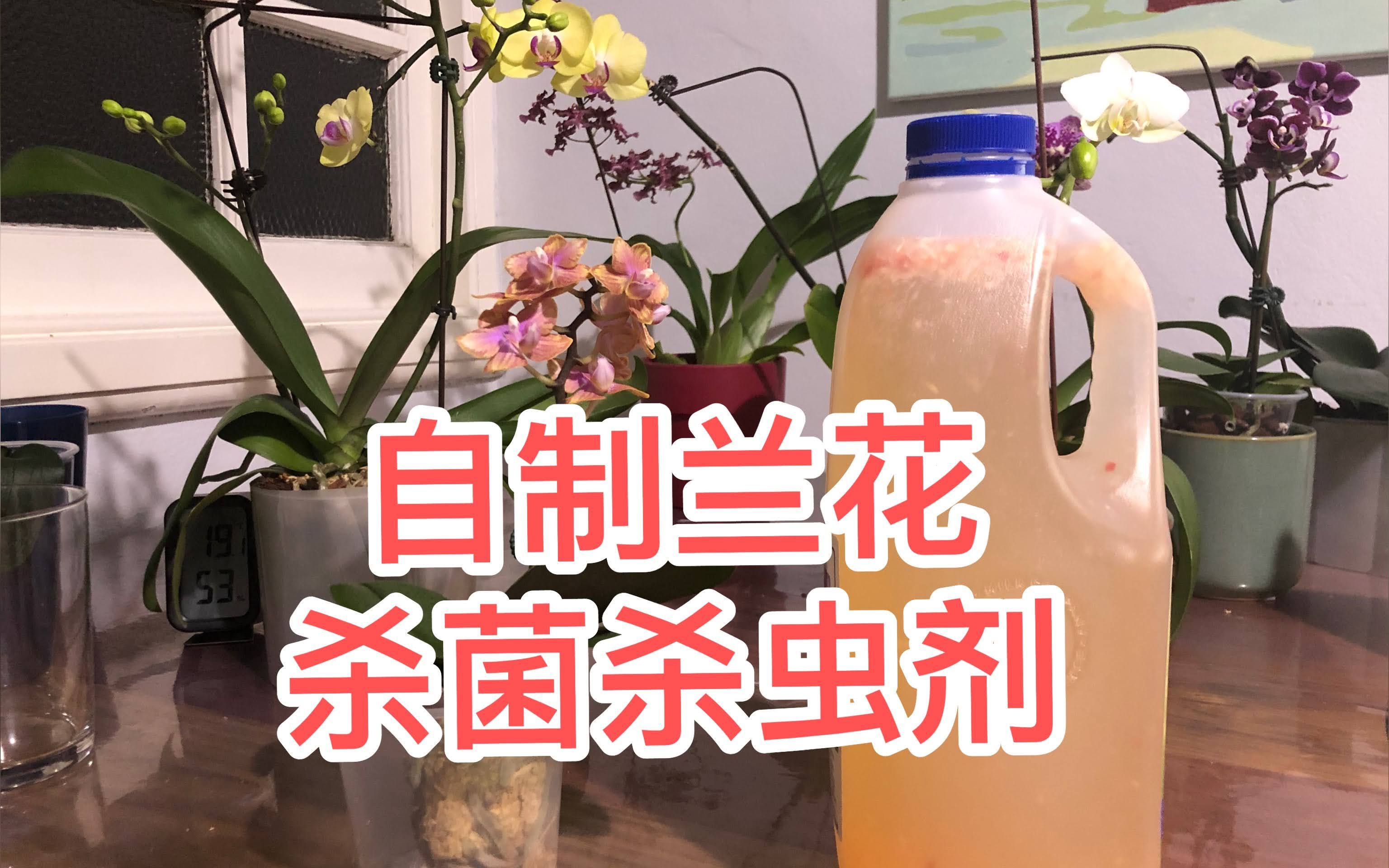 预防病虫害 自制兰花杀菌杀虫剂