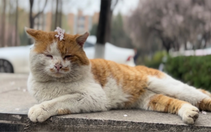 桃花猫学长,在线摆pose求拍求rua!