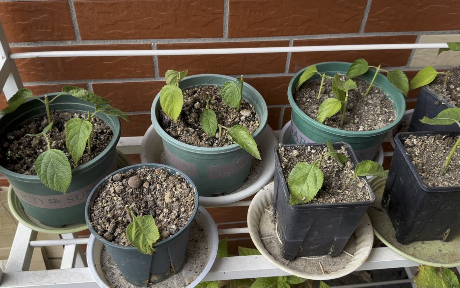 半个月后来看看扦插的五色梅成功了吗