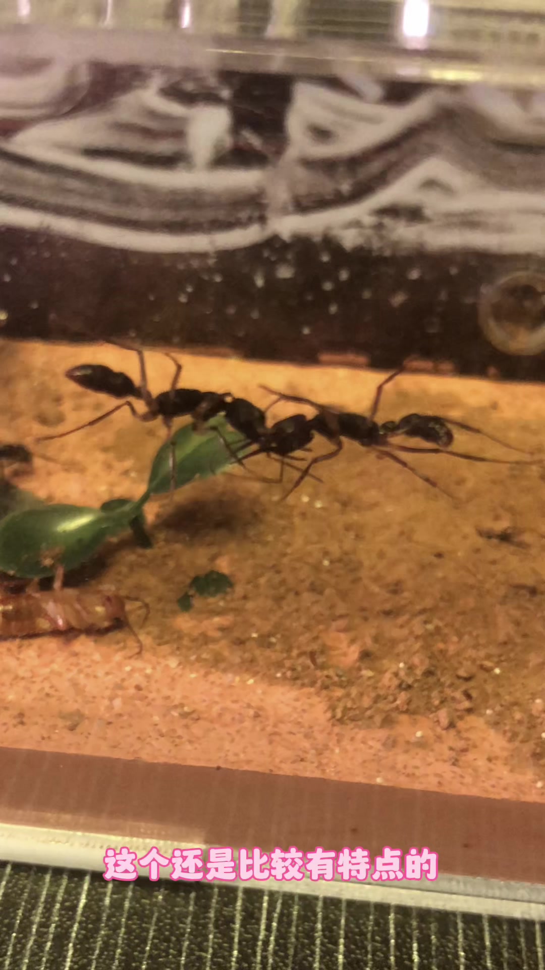 【蚂蚁日记】猎镰猛蚁第二次合巢