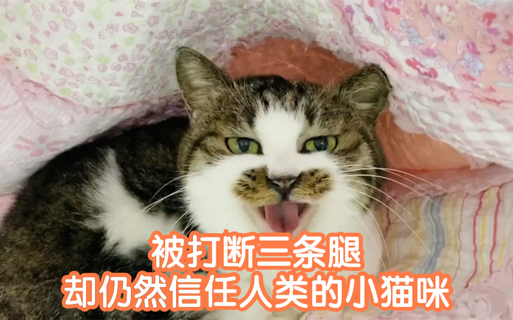 [图]【感动】 被打断三条腿却依然信任人类的小猫咪——我所知道的小黑嘴儿