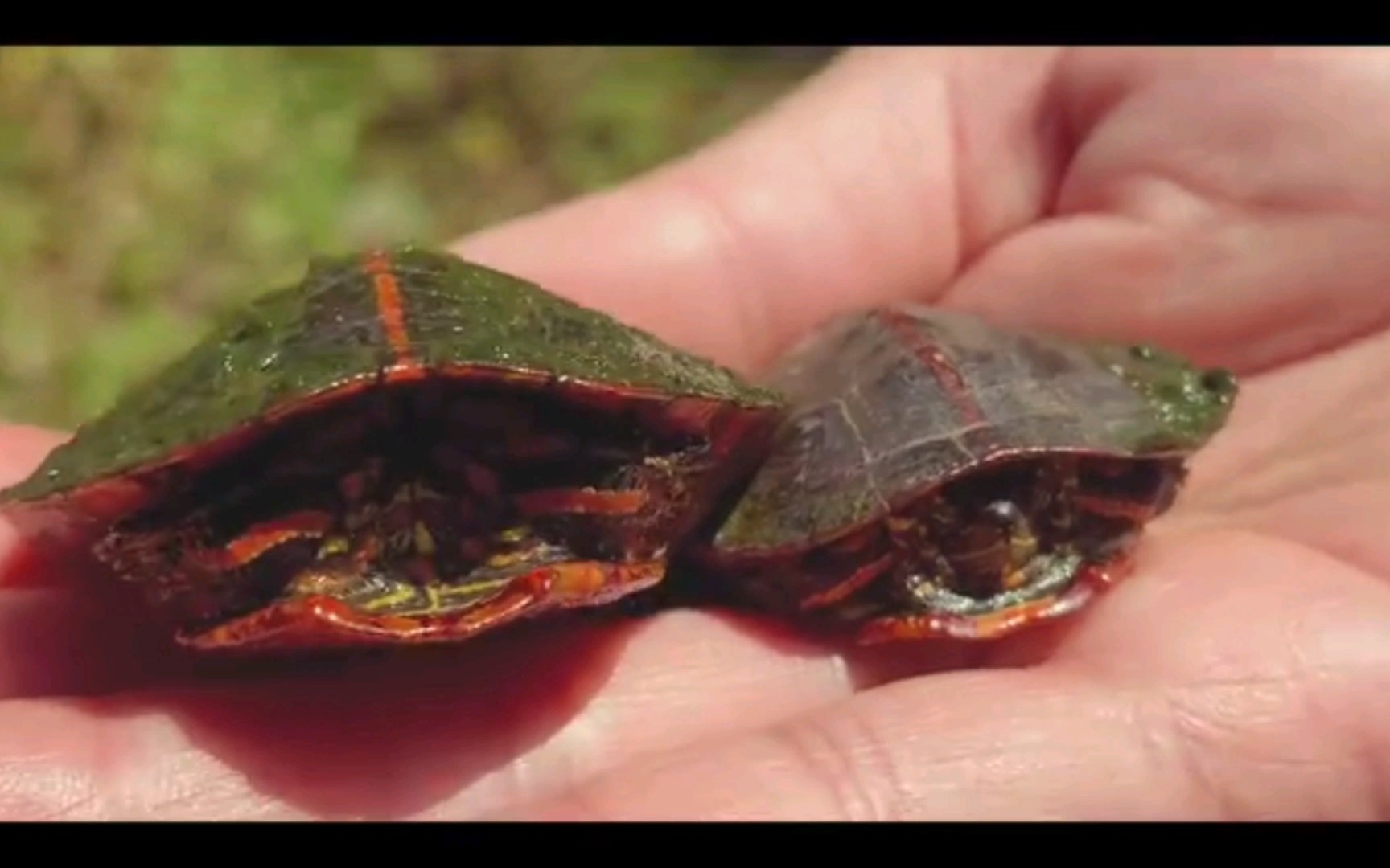 【搬运】中字 原产地的南部锦龟