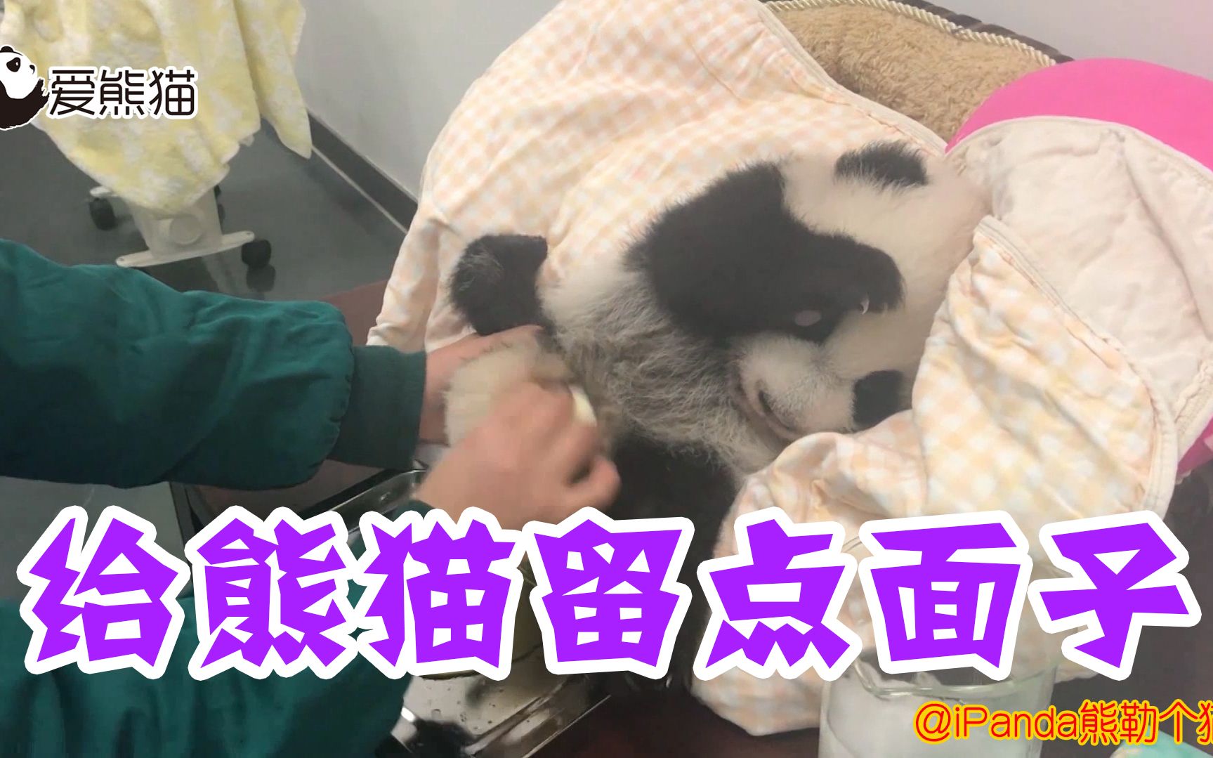 熊猫:给人家留点面子(捂脸哔哩哔哩bilibili